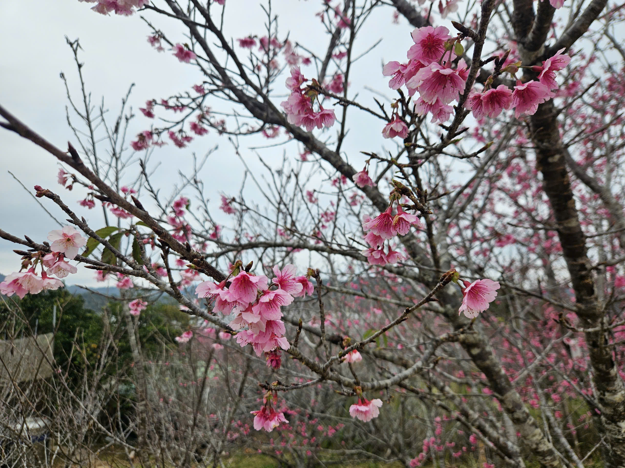 Check-in rừng hoa anh đào Nhật Bản đang nở rộ ở Điện Biên - 6