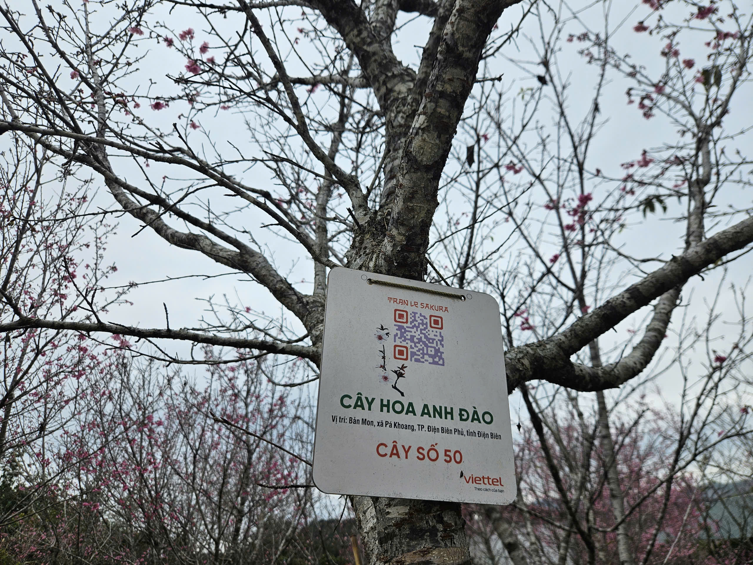 Mỗi cây hoa được đánh số thứ tự và có mã QR, du khách có thể quét mã để có thông tin về đảo hoa