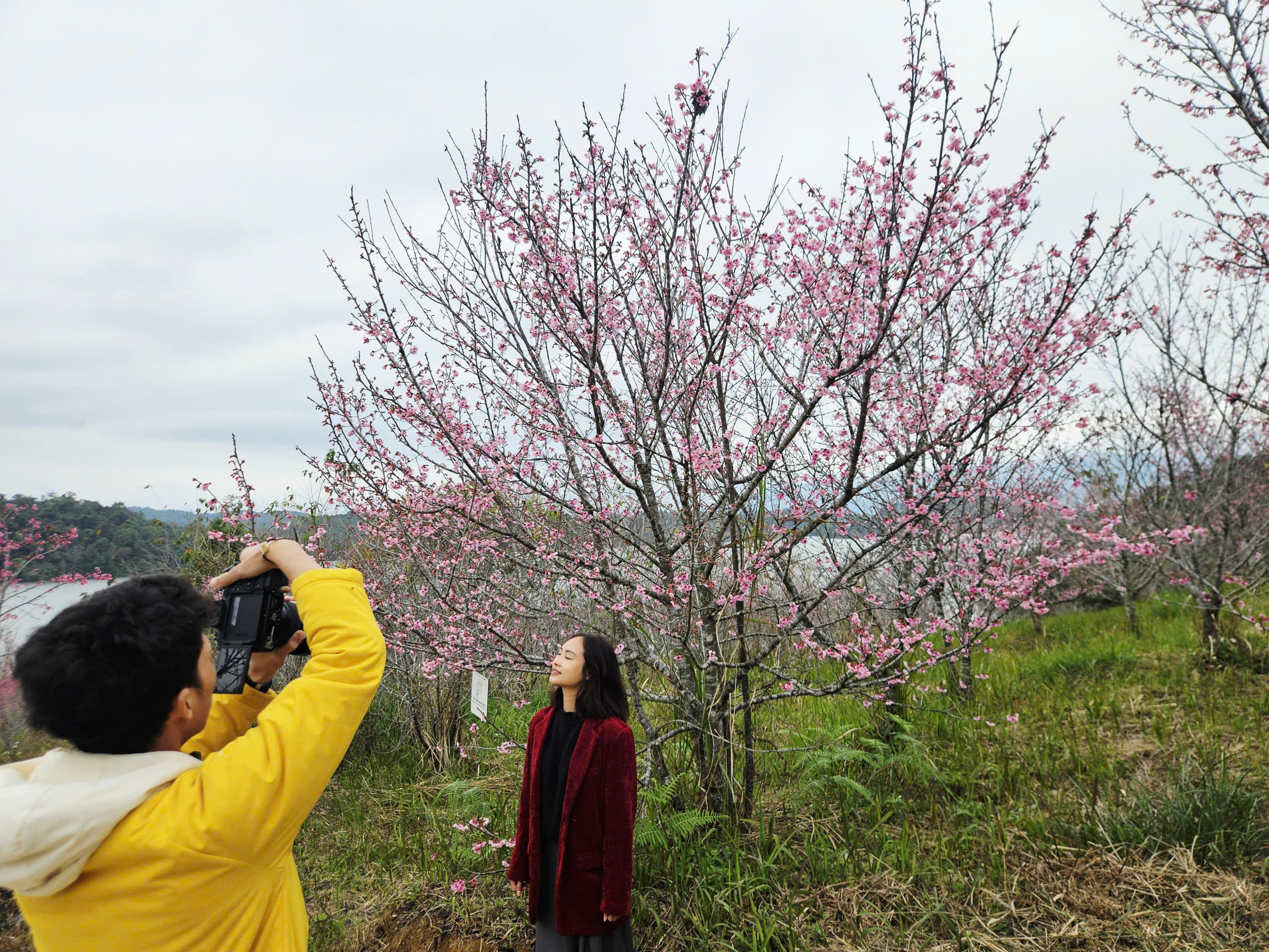 Không chỉ dịp Tết Dương lịch 2026, du khách có thể khám phá đảo hoa tại Lễ hội hoa anh đào sắp diễn ra vào đầu tháng 1-2026 ở đây.