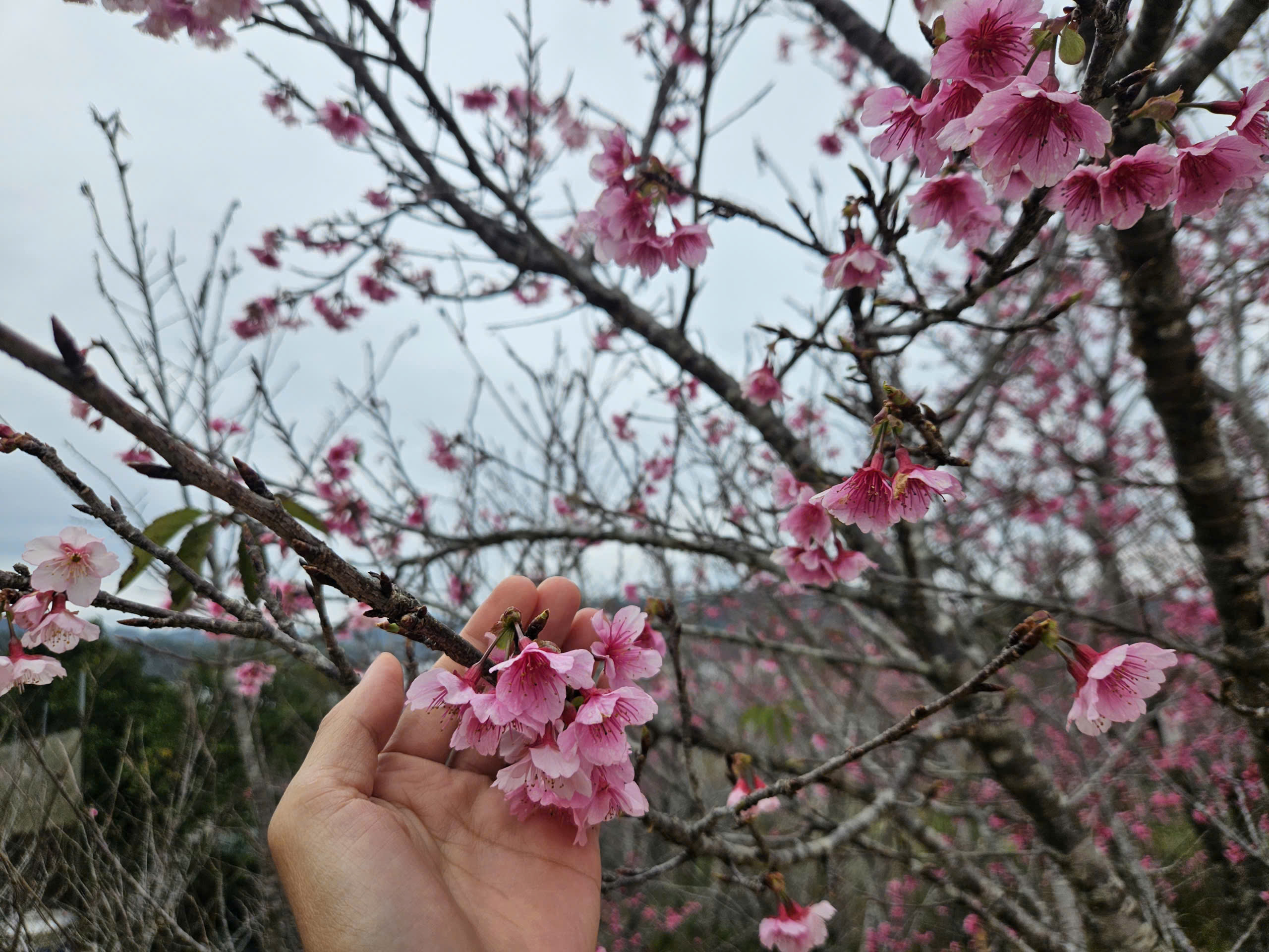 img src/upload/4-2025/images/2025-12-28/1766918357-hoa4-8879-width2560height1706.jpg width660 /