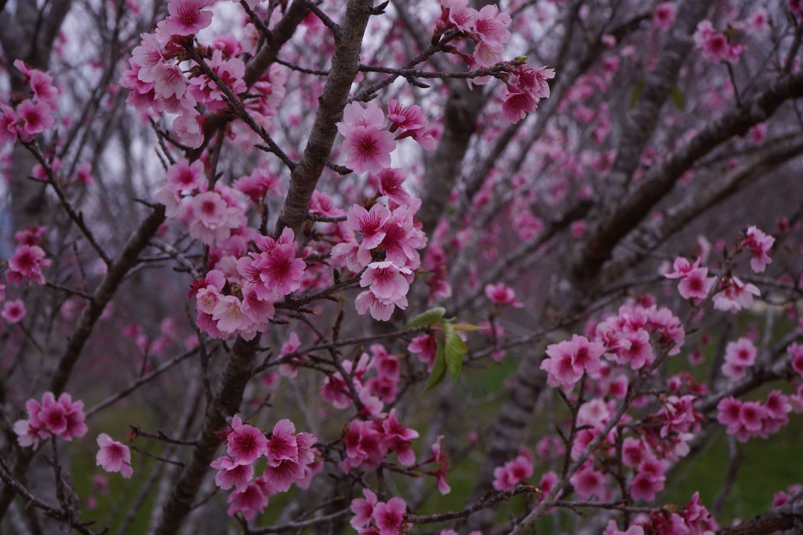 Check-in rừng hoa anh đào Nhật Bản đang nở rộ ở Điện Biên - 11