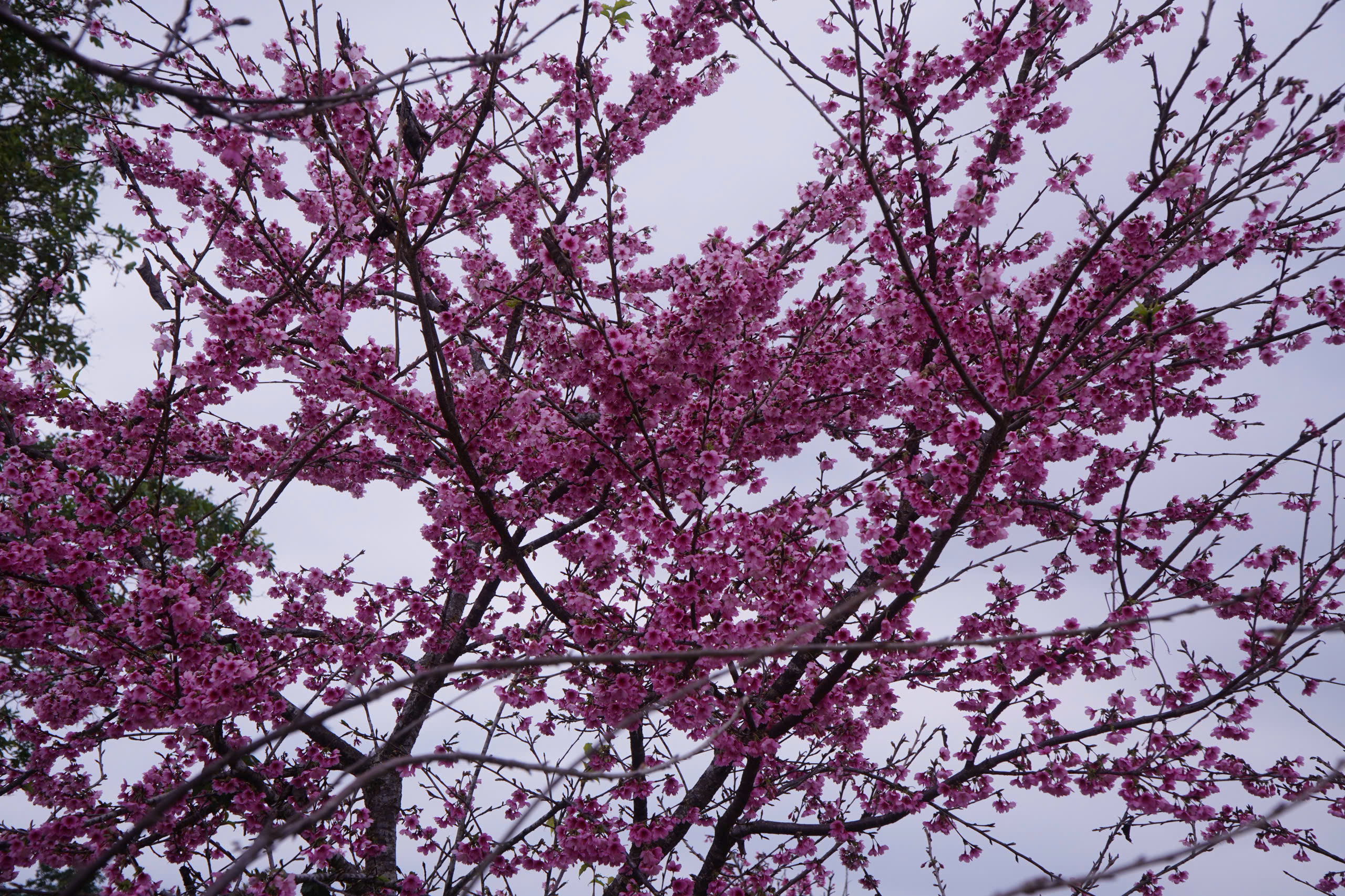 Check-in rừng hoa anh đào Nhật Bản đang nở rộ ở Điện Biên - 12