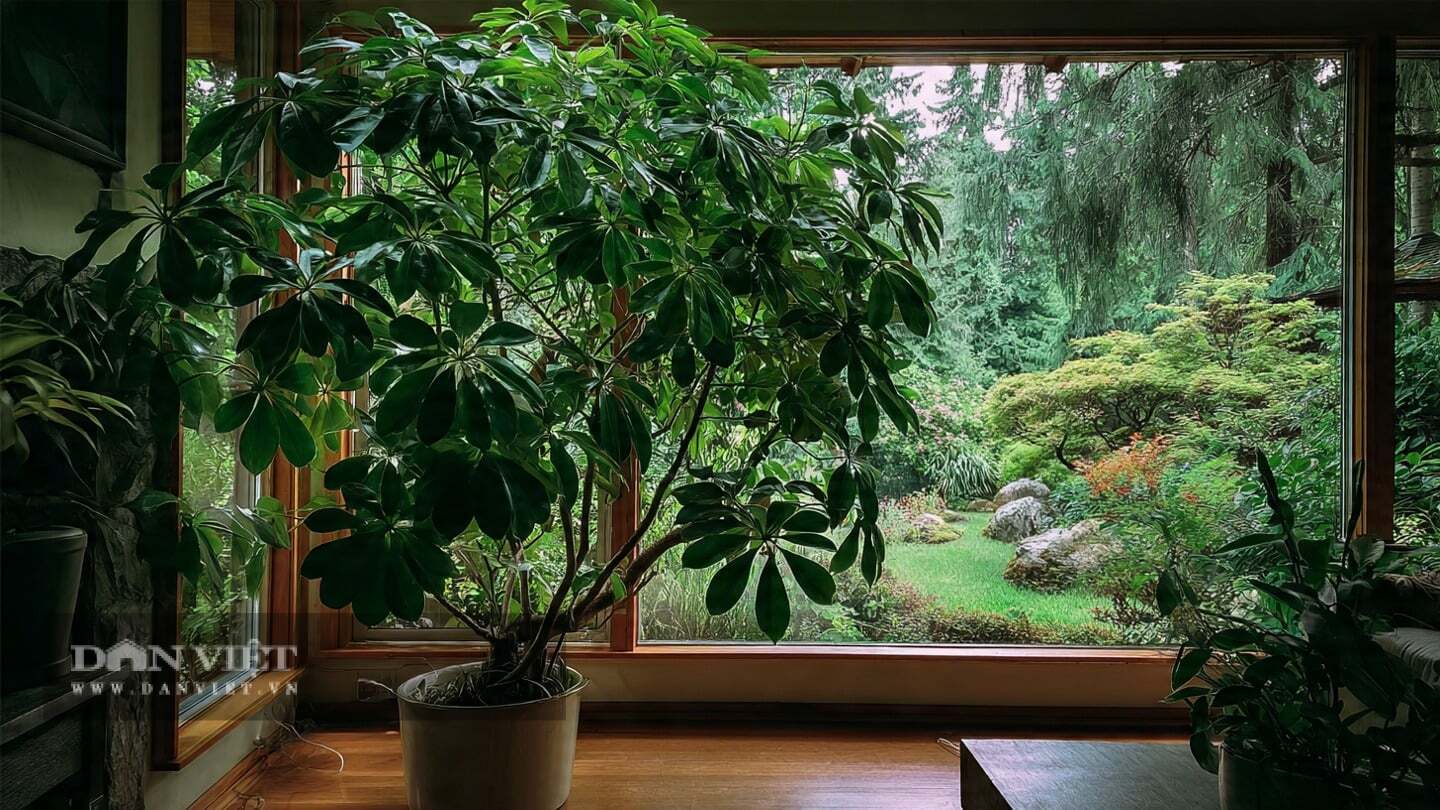 Lá của cây cảnh xòe rộng như bàn tay nên được cho là sẽ gom lộc từ tứ phương