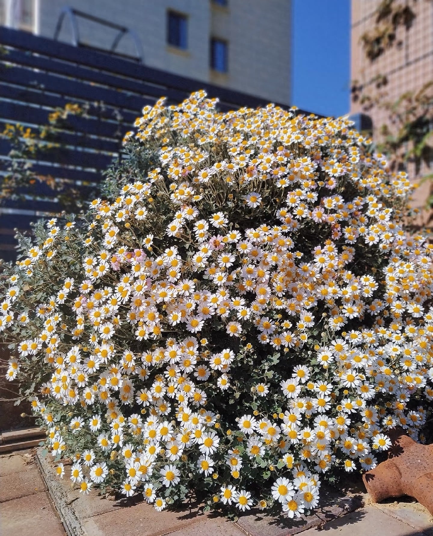 Hương thơm của cúc có thể giúp thư giãn mắt. Ảnh minh họa Toutiao