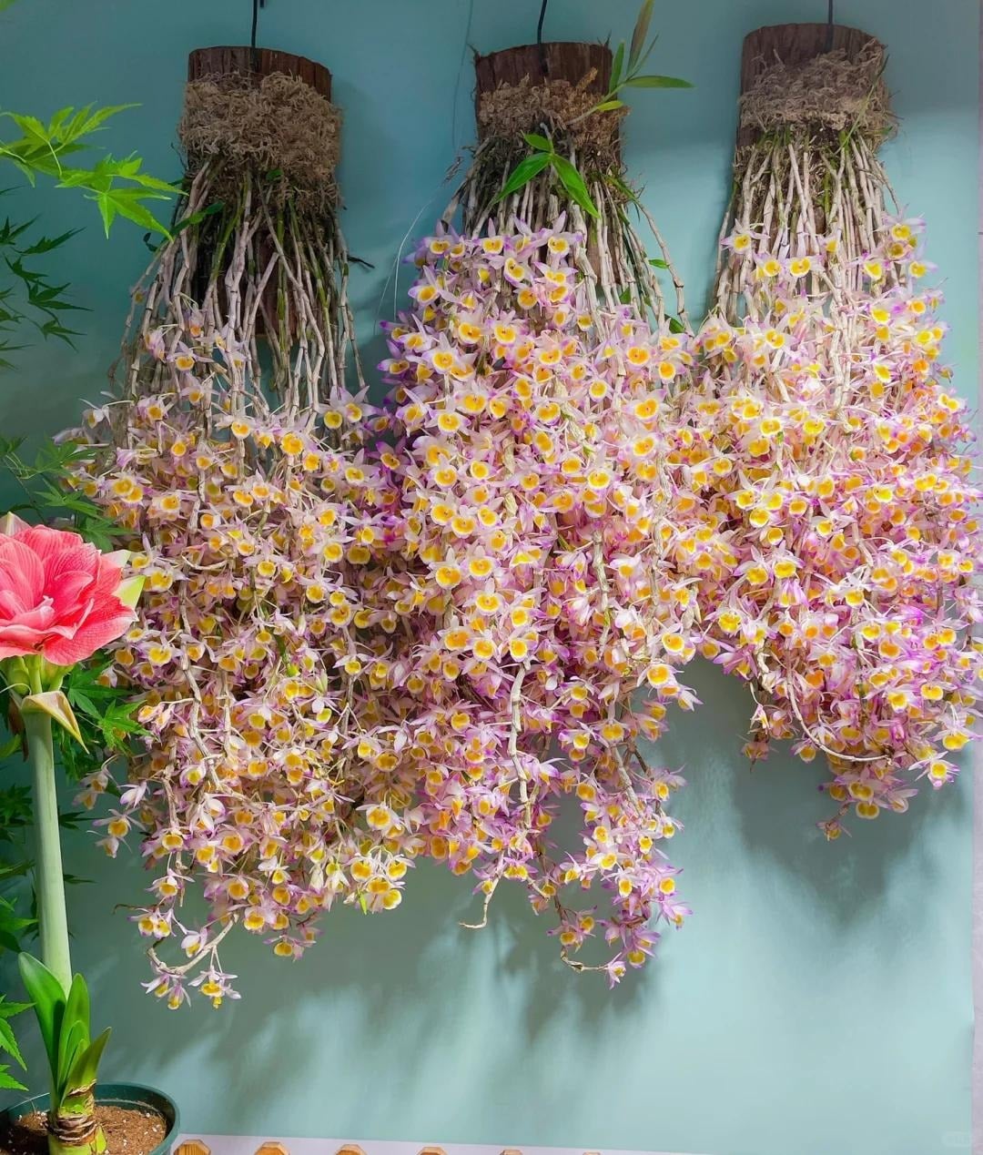 Cây cảnh phát triển tốt trong môi trường ấm áp, ẩm ướt. Ảnh minh họa Toutiao