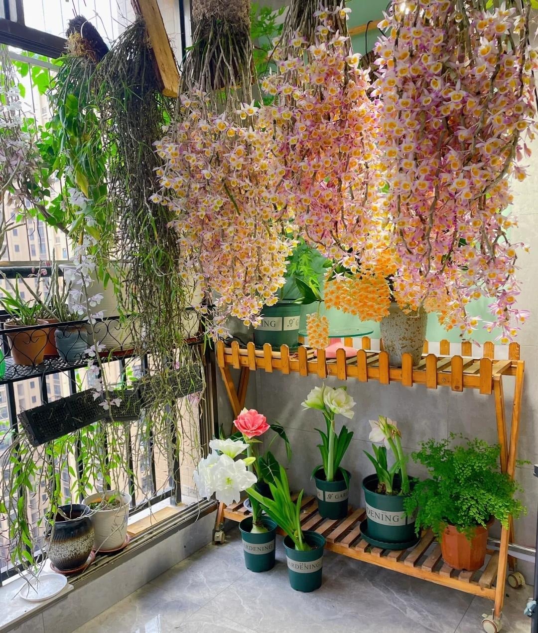 Ngoài giá trị làm cảnh không thể bàn cãi, lan hoàng thảo còn có ý nghĩa phong thủy tốt lành, Ảnh minh họa Toutiao