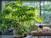 Nhà đẹp - 5 cây cảnh người thông minh trồng trong nhà, xua đuổi bệnh lớn tật nhỏ, gom lộc tám phương tứ hướng