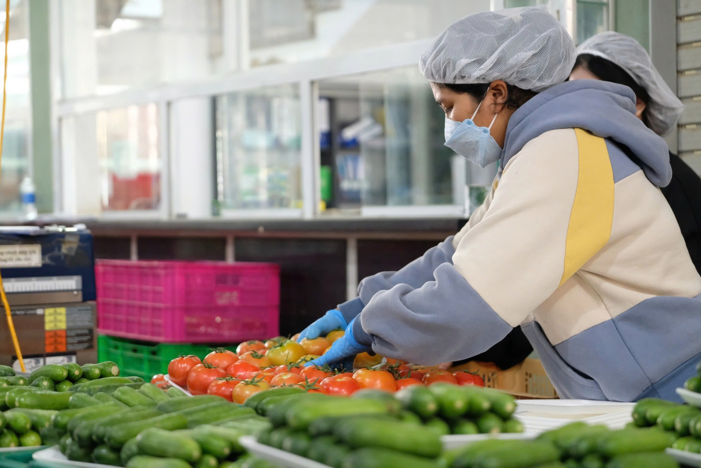 Một cơ sở cung ứng rau củ sơ chế, đóng gói rau trước khi đưa ra thị trường.