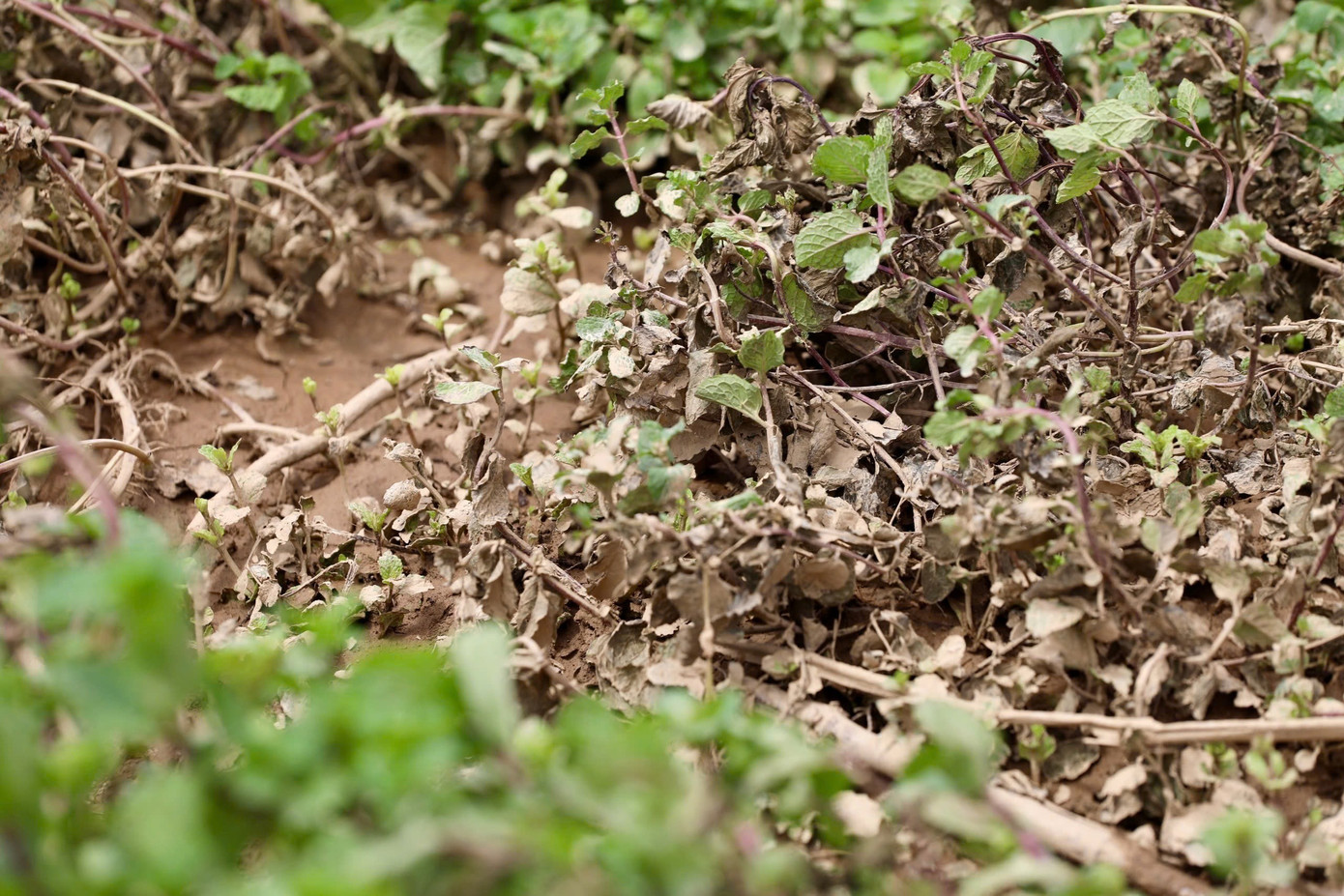 Nhiều vườn rau ở Lâm Đồng tan hoang sau lũ.