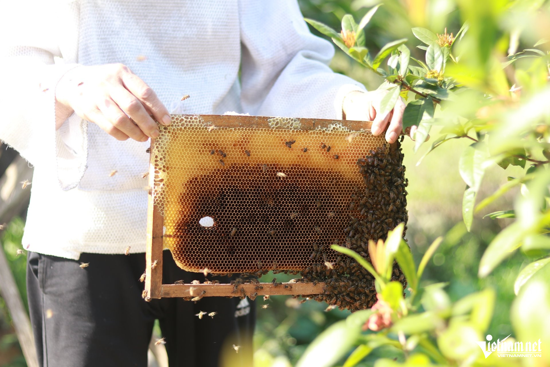Ông Học cảm nhận đàn ong bằng âm thanh và sự tinh tế của đôi tay. Ảnh: Sỹ Thông