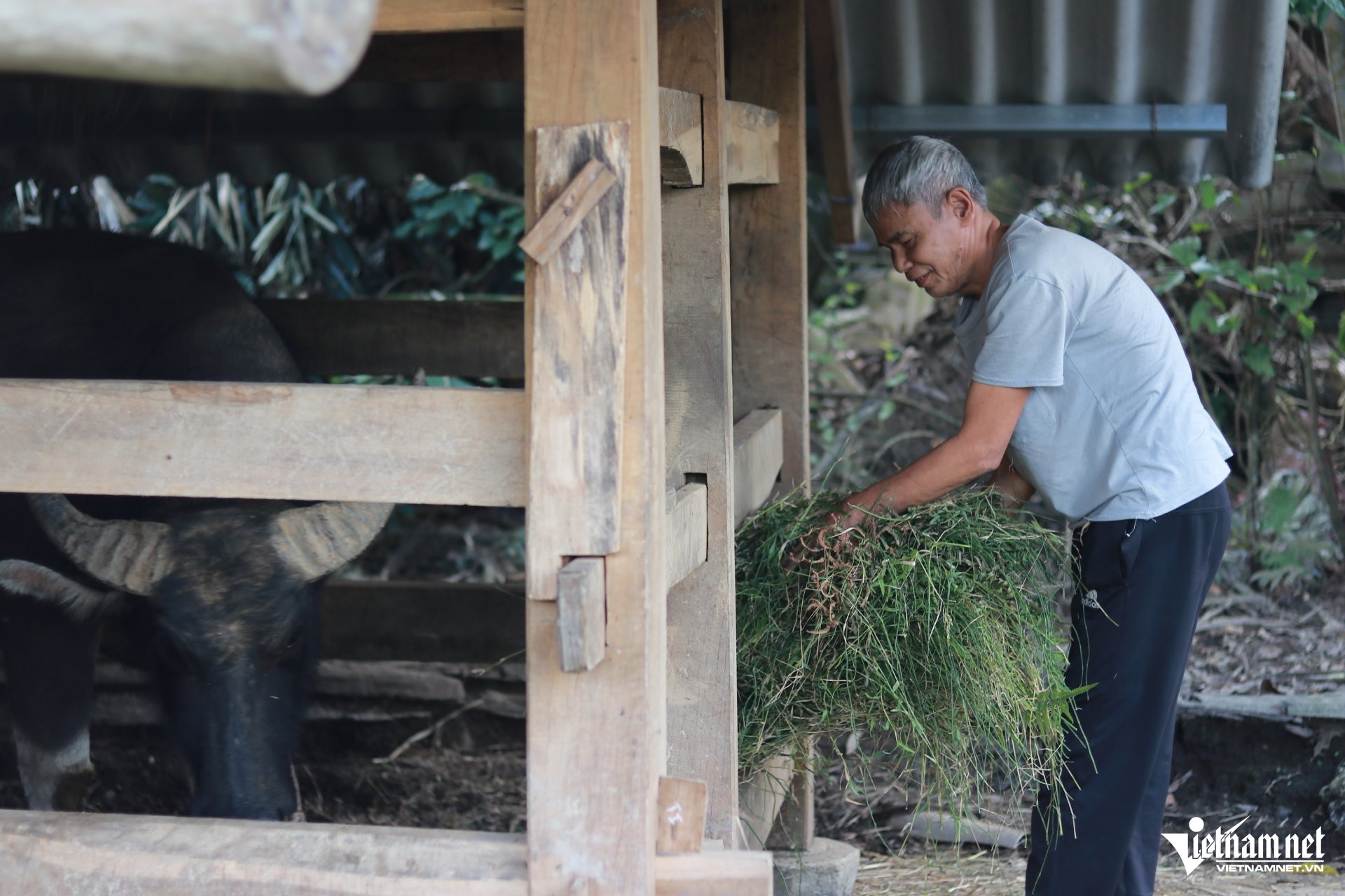 Ngoài việc nuôi ong, ông Học còn có thể chăm sóc đàn bò và nuôi gà để kiếm thêm thu nhập. Ảnh: Sỹ Thông