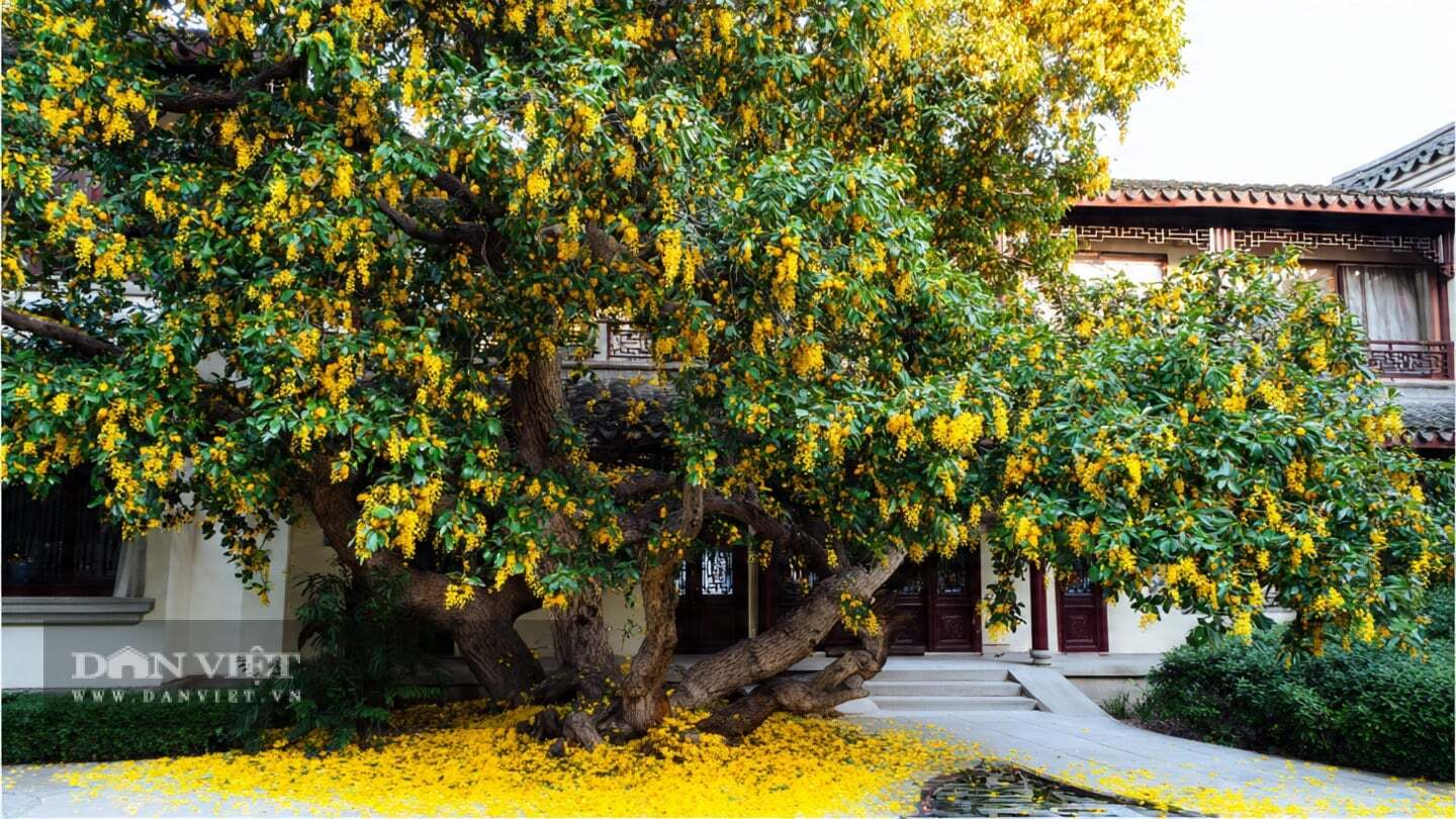 Mộc hương nở rộ vào thời điểm mùa thu