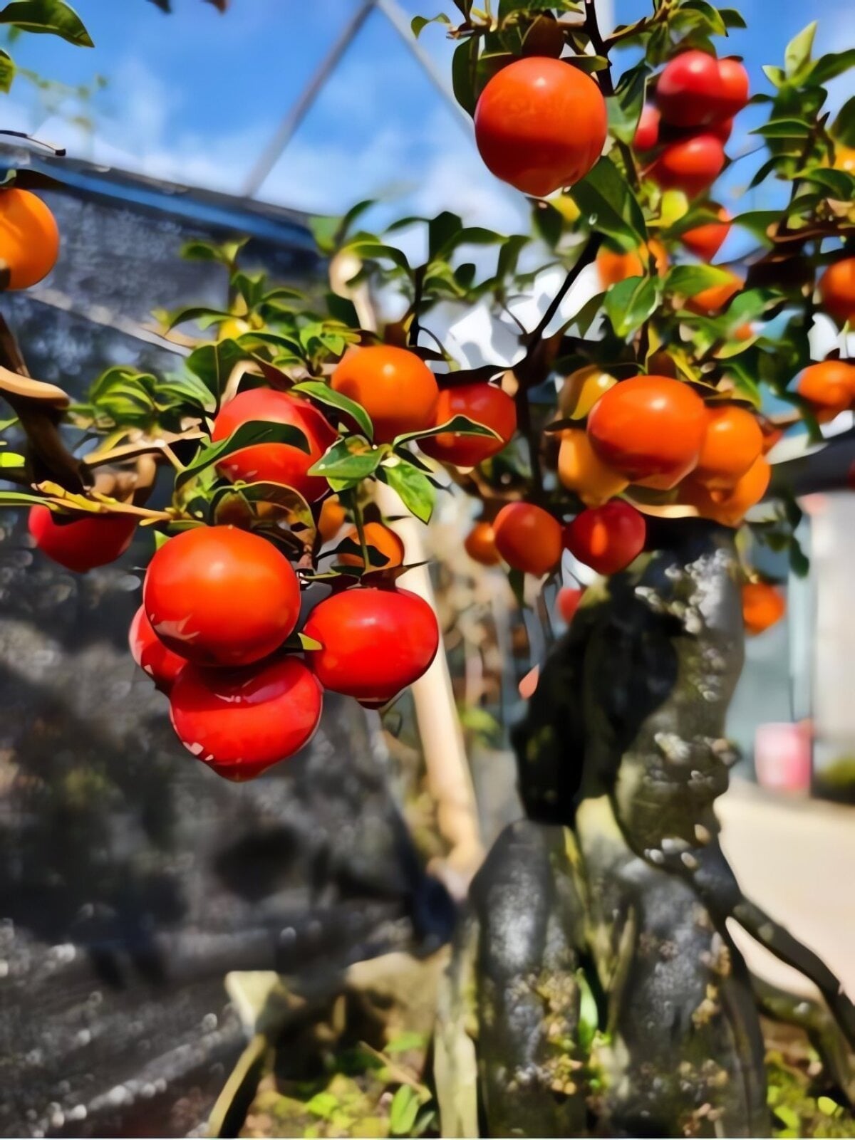 Quả của nó giống như chuỗi ngọc trai vàng