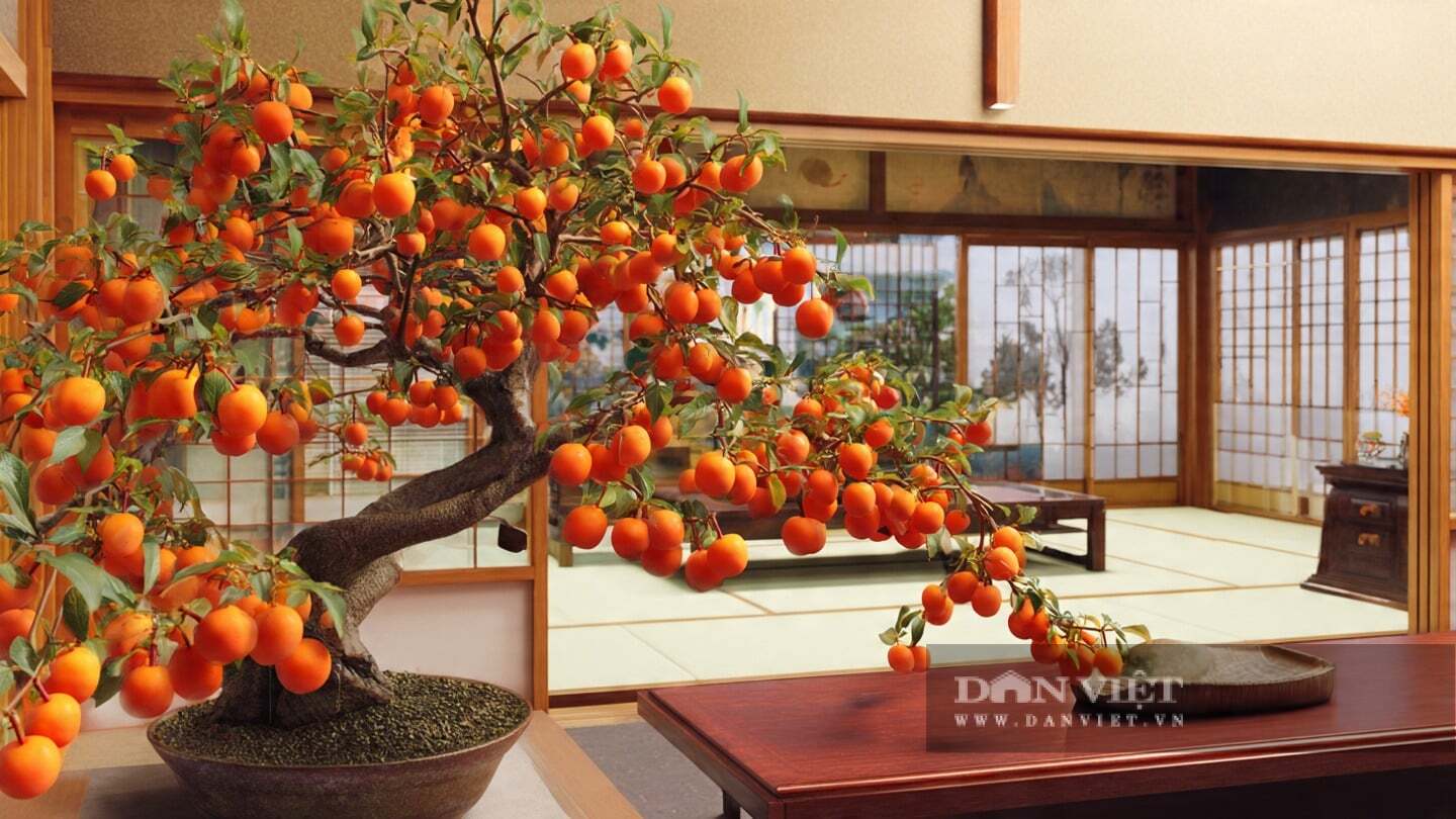 Cây cảnh này có thể tạo thành nhiều tư thế trang nhã khác nhau