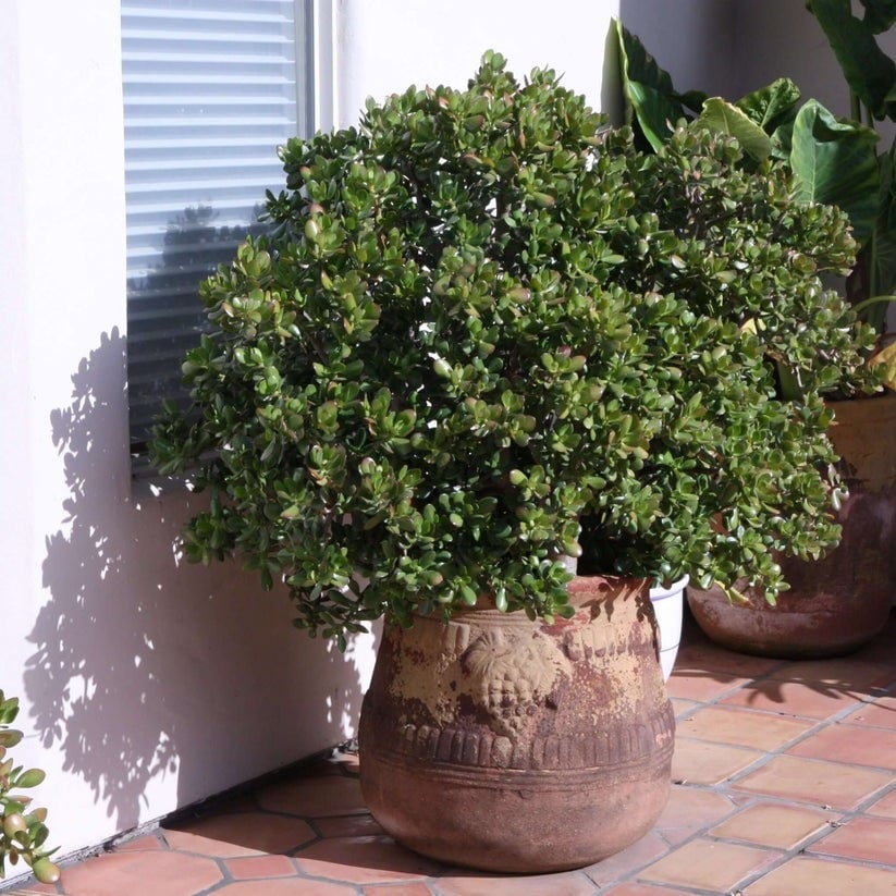 Một khi cây cảnh phát triển thành hình dáng cổ kính, mộc mạc, giá trị của nó sẽ tăng gấp 10, gấp 100 lần. Ảnh minh họa plantsexpress