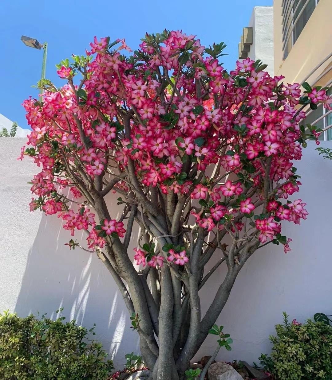 4 cây cảnh như báu vật sống, hoa thơm, quả đẹp, càng có tuổi càng quý giá, mang lại tài lộc, bảo vệ gia đình - 11