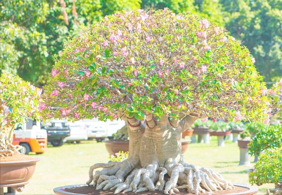 Cái bụng của cây sẽ tiếp tục phình to theo tuổi tác