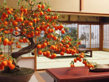 4 cây cảnh như báu vật sống, hoa thơm, quả đẹp, càng có tuổi càng quý giá, mang lại tài lộc, bảo vệ gia đình