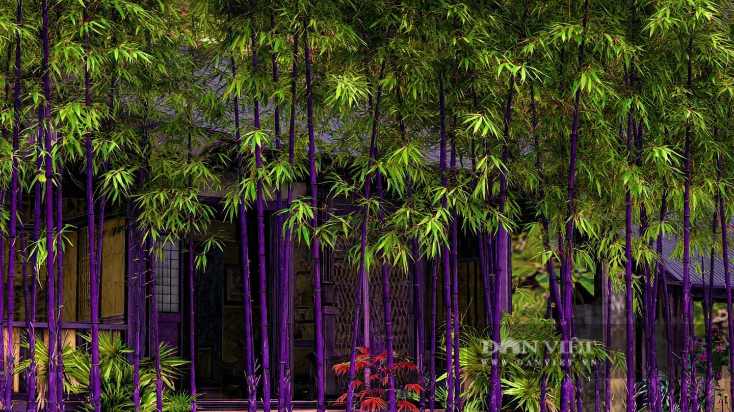 Theo một số chuyên gia phong thủy, cây cảnh này còn ẩn chứa một số bí mật mà người thường không biết