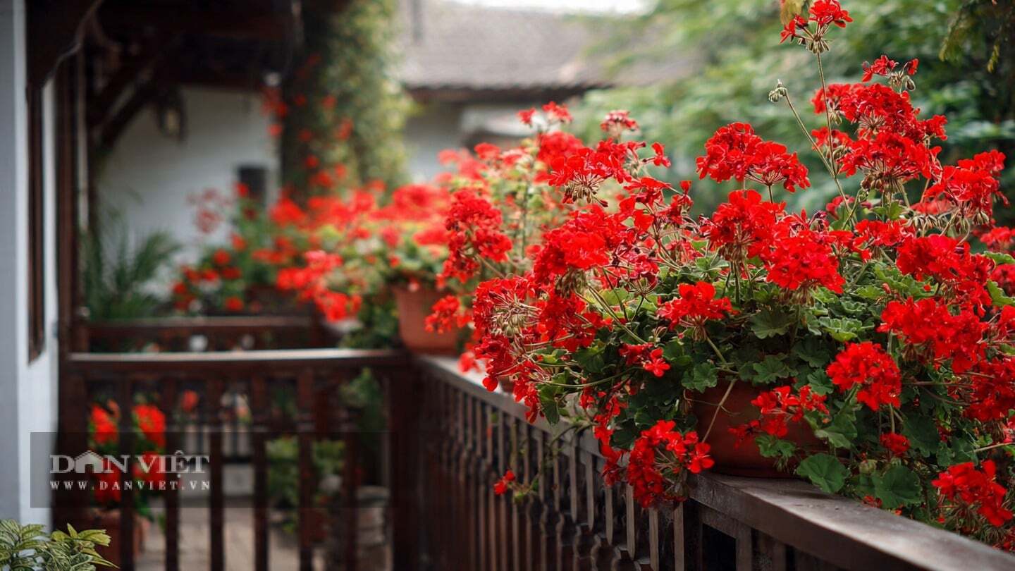 Cây cảnh thích đất cát lỏng lẻo