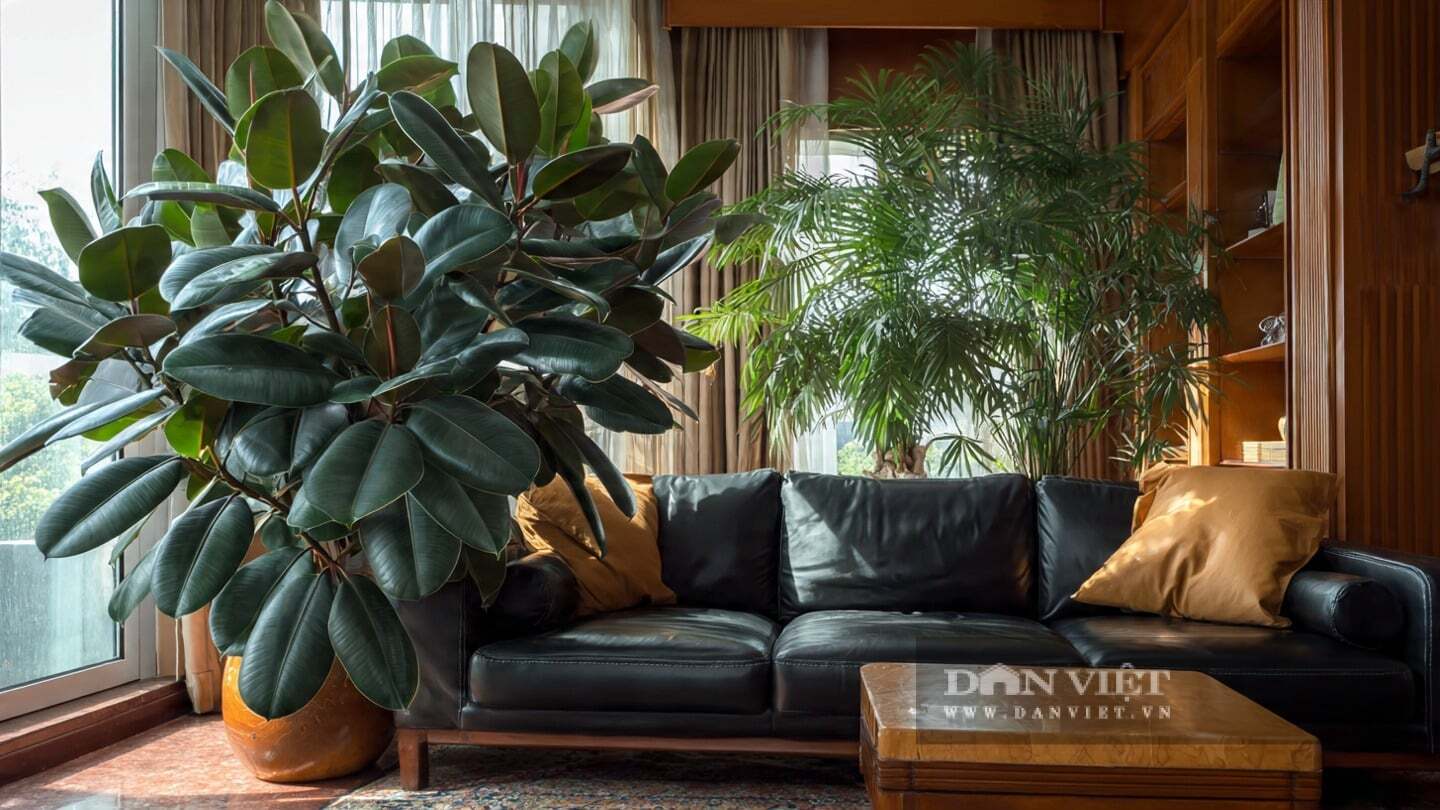 Cây cảnh đa búp đỏ cũng mang ý nghĩa của sự may mắn, an lành