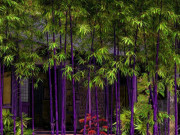 Nhà đẹp - 4 cây cảnh chuyển vận, người giàu thích nhất, càng trồng càng lắm của cải, nhiều phước lành