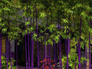 4 cây cảnh chuyển vận, người giàu thích nhất, càng trồng càng lắm của cải, nhiều phước lành