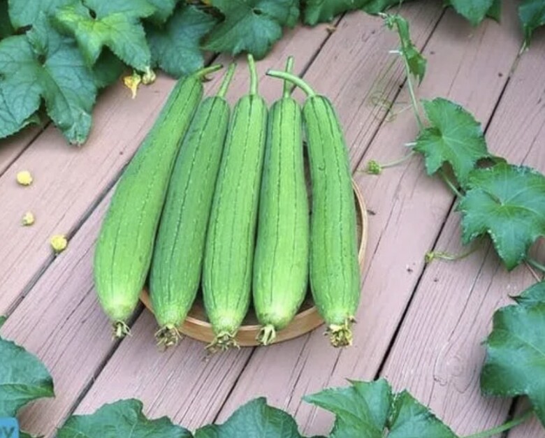 Mướp rất gi&agrave;u vitamin C, A... được đ&aacute;nh gi&aacute; l&agrave; loại quả sạch, tốt cho sức khoẻ (ảnh minh hoạ)