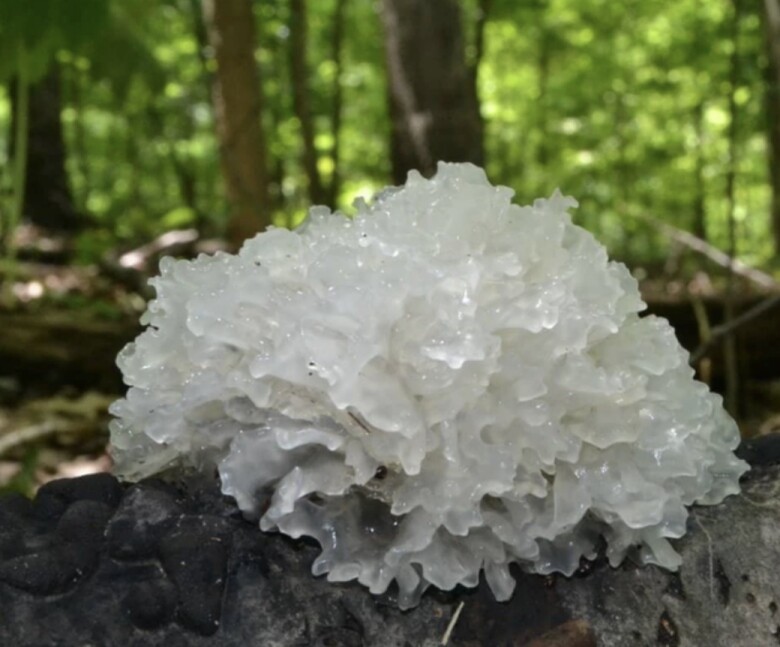 Nấm tuyết là thực phẩm vàng giúp chị em phụ nữ ngăn ngừa lão hoá, tốt cho tim mạch (Ảnh minh hoạ)