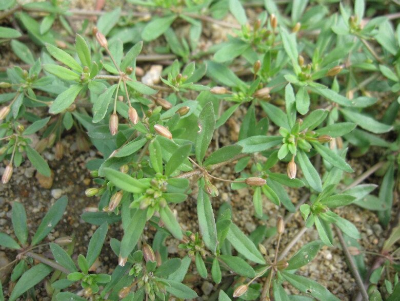 Rau đắng đất mang rất nhiều lợi ích cho sức khoẻ (Ảnh minh hoạ)