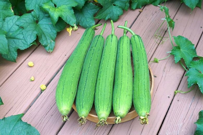 Mướp được đánh giá là loại rau quả sạch khi ít bị sâu bệnh tấn công (Ảnh minh hoạ)