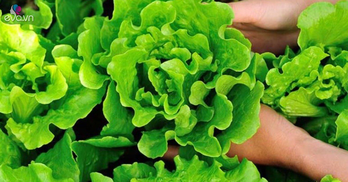 Loại rau được Mỹ đánh giá thuộc top 