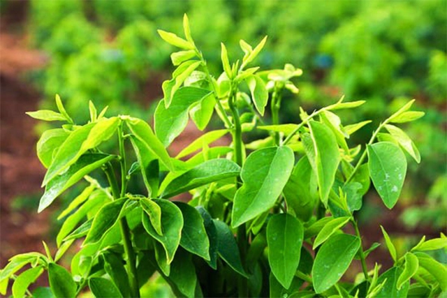 Để sử dụng rau ngót phù hợp, một số đối tượng như phụ nữ có thai, người già khó ngủ, người huyết áp thấp... nên tham khảo ý kiến chuyên gia dinh dưỡng để tránh các tác dụng phụ xảy ra (Ảnh minh hoạ)