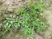 Sức khỏe - Cây dại mọc ven đường có hương vị lạ, nay thành đặc sản được dân thành phố ưa chuộng, tốt cho sức khỏe