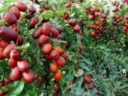 Sức khỏe - Loại quả "tốt nhất thế giới" được trồng bạt ngàn ở Việt Nam, thành đặc sản chỉ từ 25.000 đồng/kg, tốt cho sức khỏe