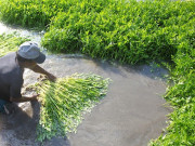 Sức khỏe - 3 loại rau dưới nước là ổ chứa ký sinh trùng, giá rẻ được bán đầy chợ Việt, khi ăn cần lưu ý điều này