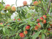 Sức khỏe - 8 loại quả giàu sắt dễ tìm ở chợ Việt, có loại “tốt hơn thịt bò”, ai thiếu máu nên mua về sử dụng