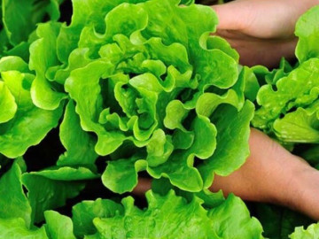 Loại rau được Mỹ đánh giá thuộc top “tốt nhất thế giới” hóa ra mọc um tùm ngoài bờ ruộng, chợ Việt bán rất nhiều