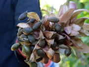 Lifestyle - "Lộc rừng" từ trên cây bay xuống, 4 năm mới có một lần khiến nhiều người bỏ ra nửa triệu để mua về ngâm uống