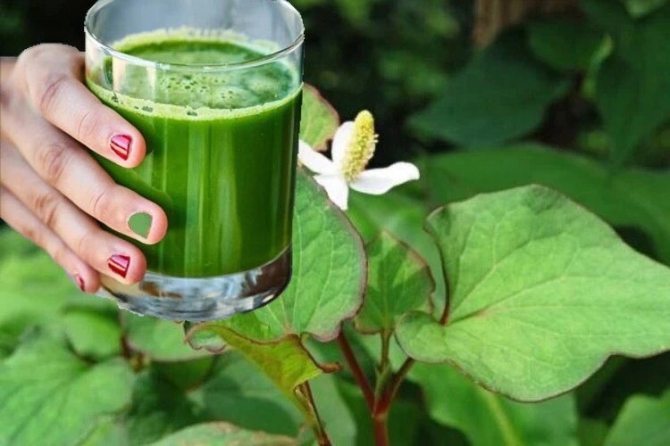 Nước rau diếp cá kết hợp với trái cây ngọt sẽ dễ uống hơn.