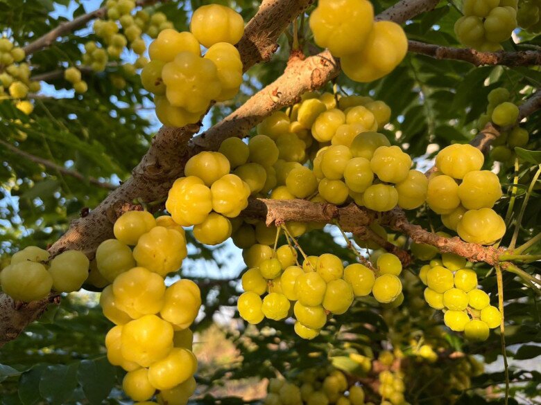 Quả chùm ruột là món ăn vặt được nhiều người yêu thích vừa ngon miệng vừa giúp làm đẹp.