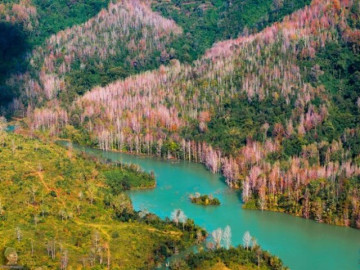 Miền Trung có một Đà Lạt thứ 2 mê hoặc du khách với khung cảnh rừng lá đỏ như ở Hàn Quốc, thích hợp để đi vào mùa đông