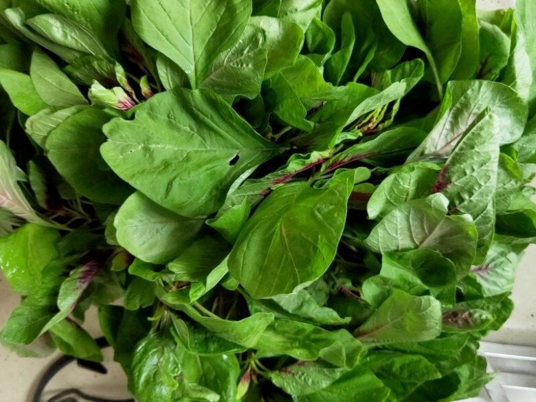 Lá này axit folic gấp 46 lần dưa chuột, giá rẻ bằng ½ rau muống, đem xào trứng vừa lạ miệng lại cực tốn cơm - 1