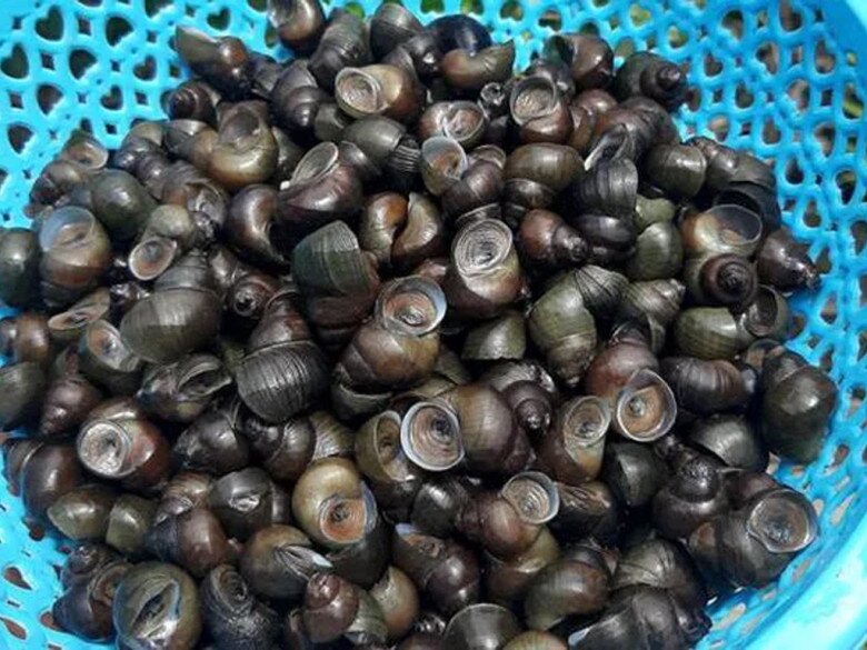 Luộc ốc, người cho nước người lại cho thêm thứ chua loét này, đầu bếp mách mẹo cực hay ốc cực giòn ngon, không tanh - 1