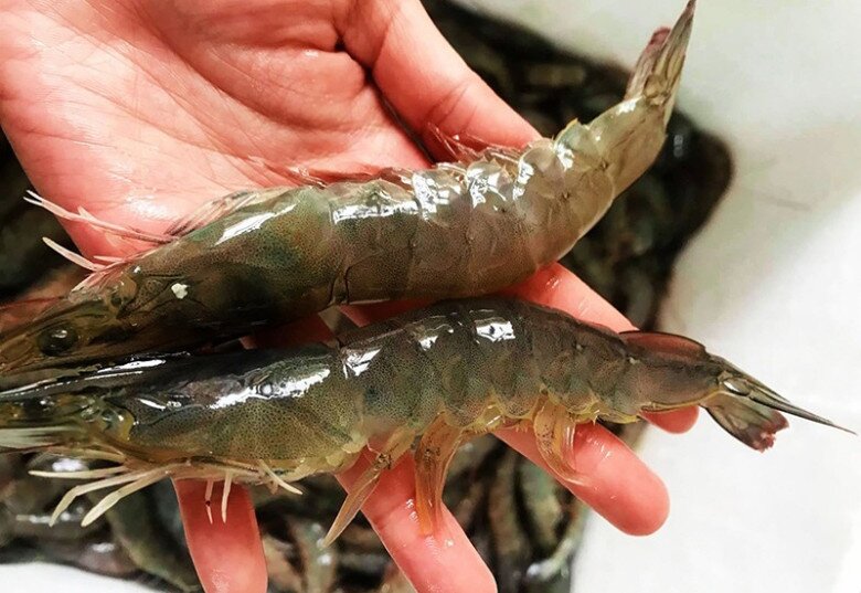 Luộc tôm mãi giờ mới biết, muốn tôm lên màu đỏ đẹp lại ngọt thơm phải cho ngay mấy thứ này! - 1