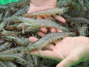 Bếp Eva - Bảo quản tôm đừng cho luôn vào tủ lạnh, thêm bước nữa để cả năm vẫn tươi ngon, không teo tóp hay khô bở