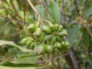 Bếp Eva - Tỉnh duy nhất Việt Nam có 43.000ha trồng loài hoa quý "so kè" top đầu thế giới với Trung Quốc, cho vào món ăn thơm nức