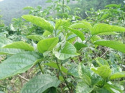 Bếp Eva - Cây mọc dại vô tội vạ được ví là “nhân sâm rừng”, mọc nhiều ở Việt nam, giá trên dưới 100.000 đồng/kg, xào tỏi ăn cực ngon