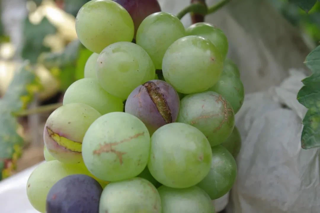 Mua nho đừng dại chọn 3 quả này, người bán còn e ngại chưa chắc đã dám ăn - 3