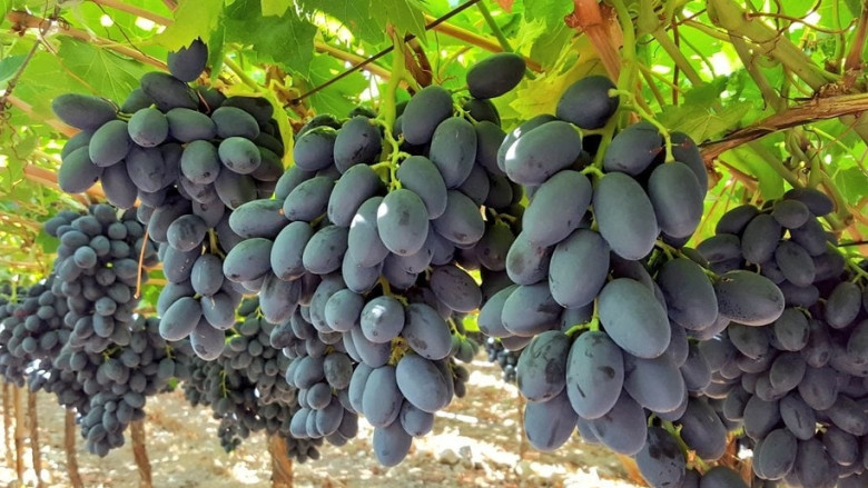 Mua nho đừng dại chọn 3 quả này, người bán còn e ngại chưa chắc đã dám ăn - 1